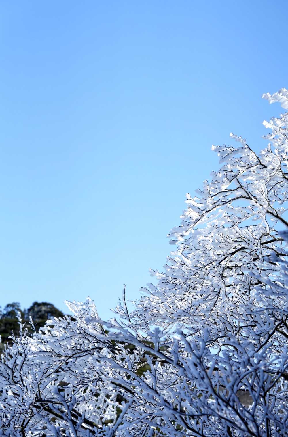 雪落黄山，雾凇云海——雪篇