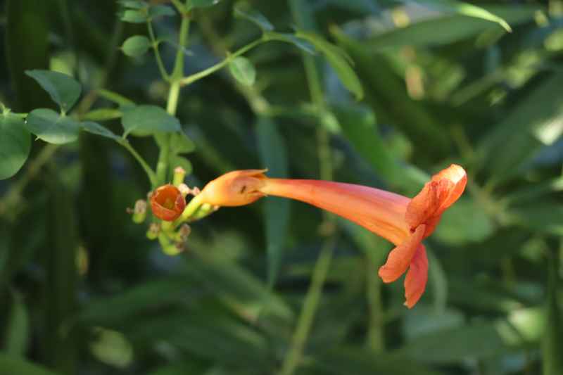 秋日凌霄花