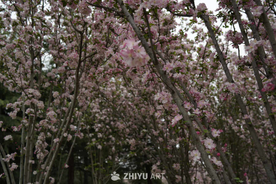 樱花盛开的春天