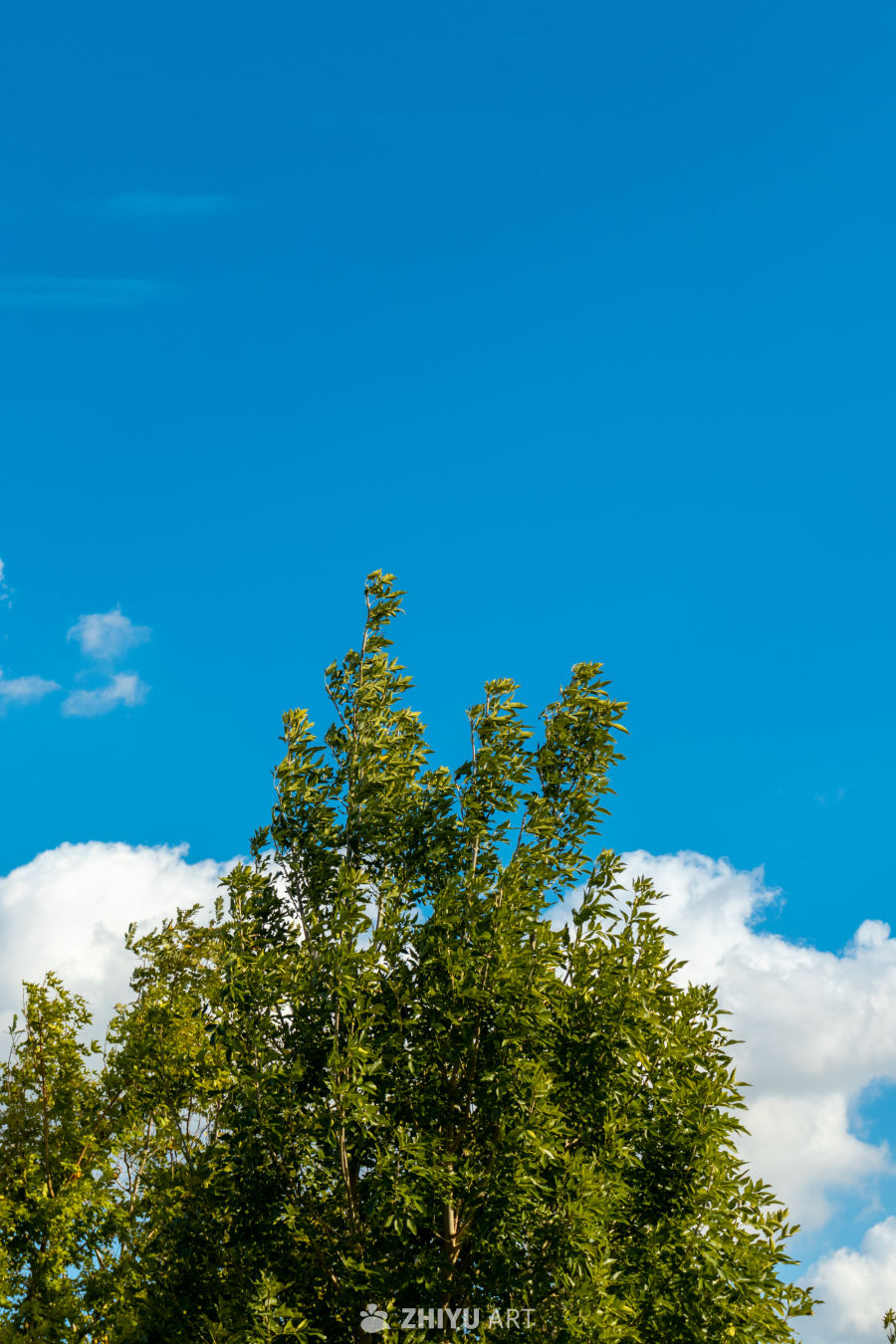 蓝天绿树白云图