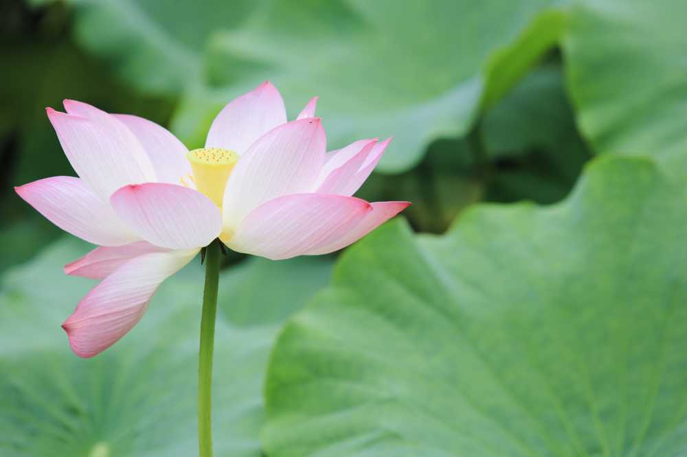 荷花荷叶池塘