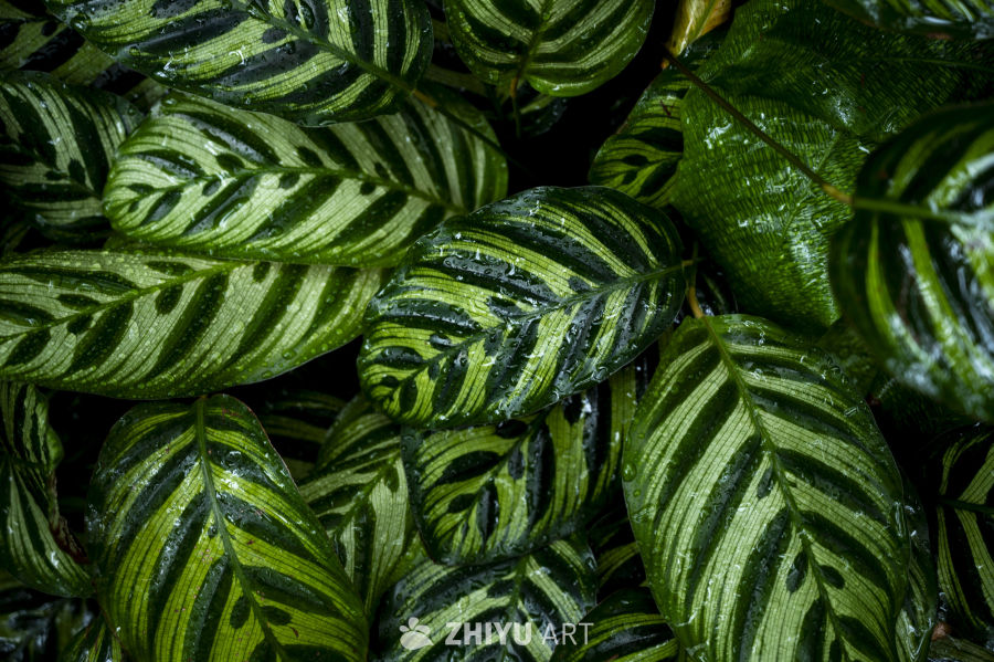 热带植物合集 8