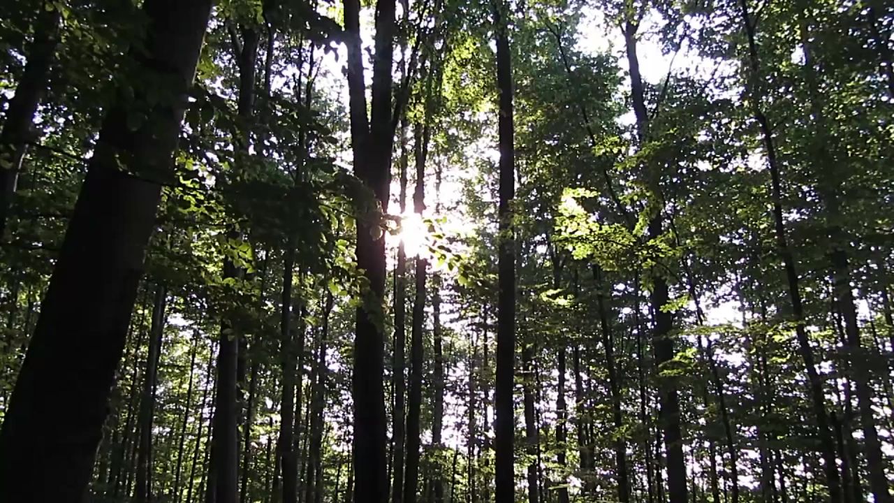 森林阳光休息树木