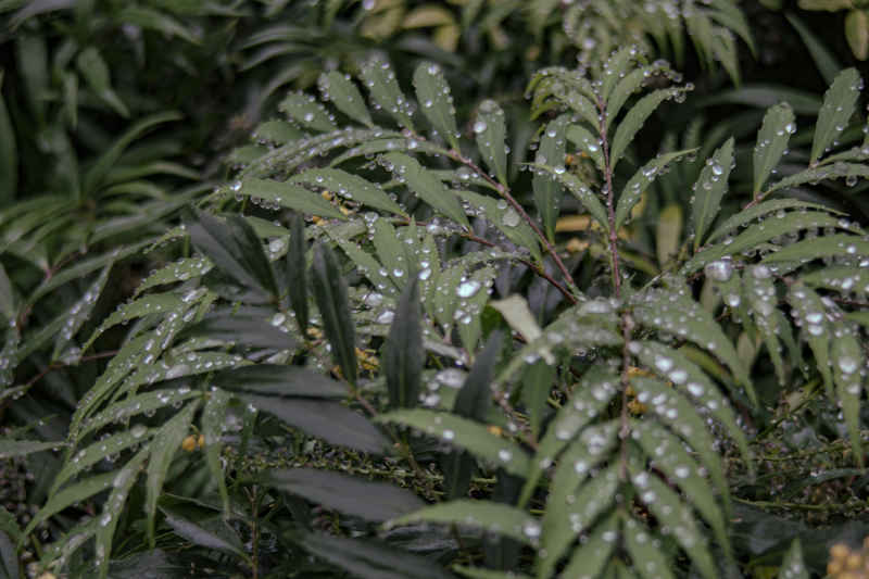 植物上的雨珠