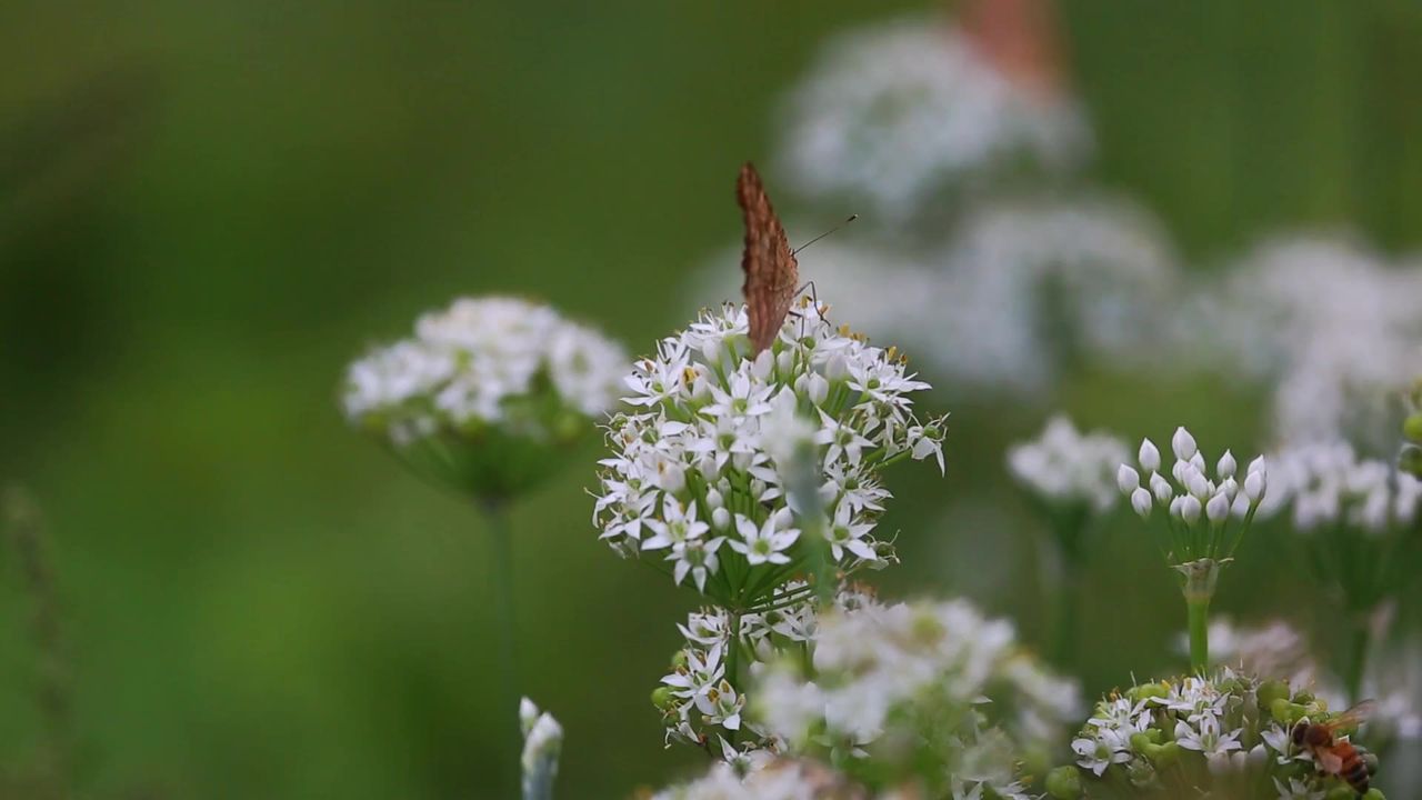 秋季韭菜花蝴蝶蜜蜂