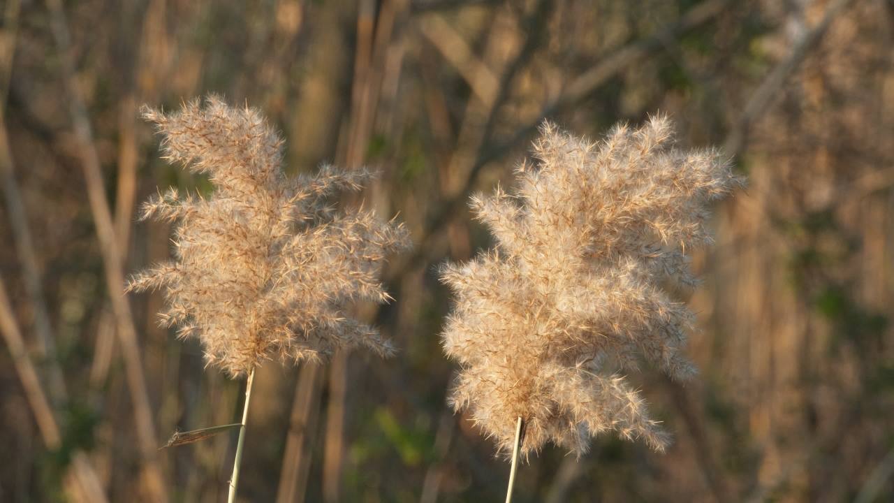秋天芦苇荻芒菖蒲 9