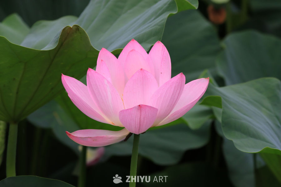 荷花 24
