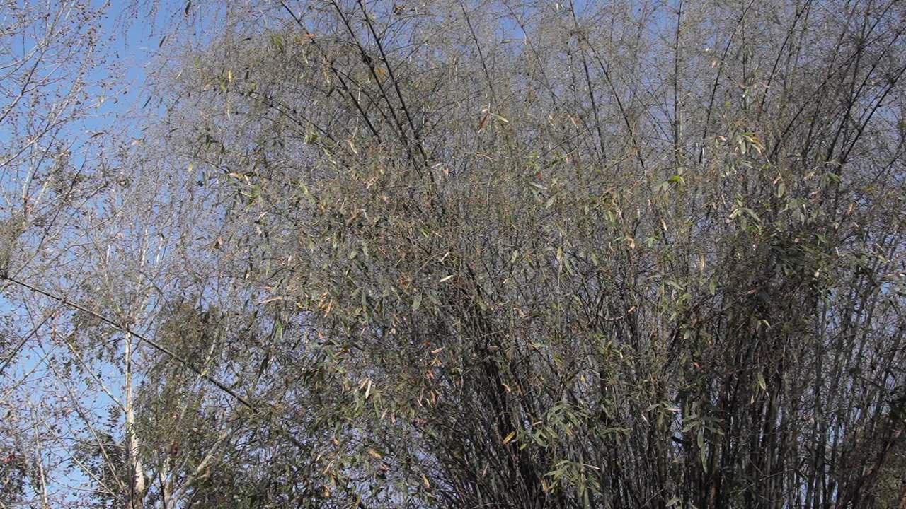 植物界的奇观竹子开花 12