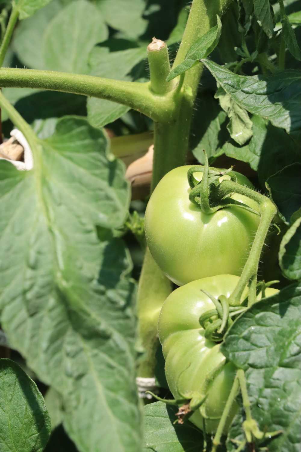 田间茁壮成长的番茄