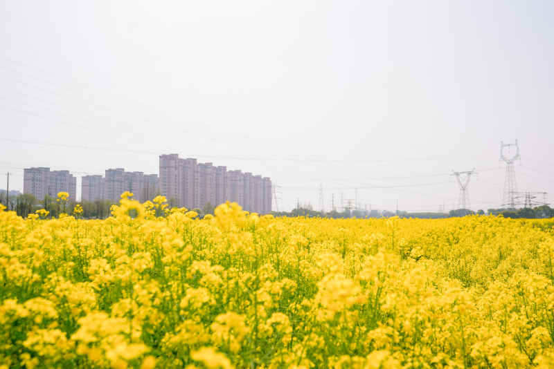 油菜花 8