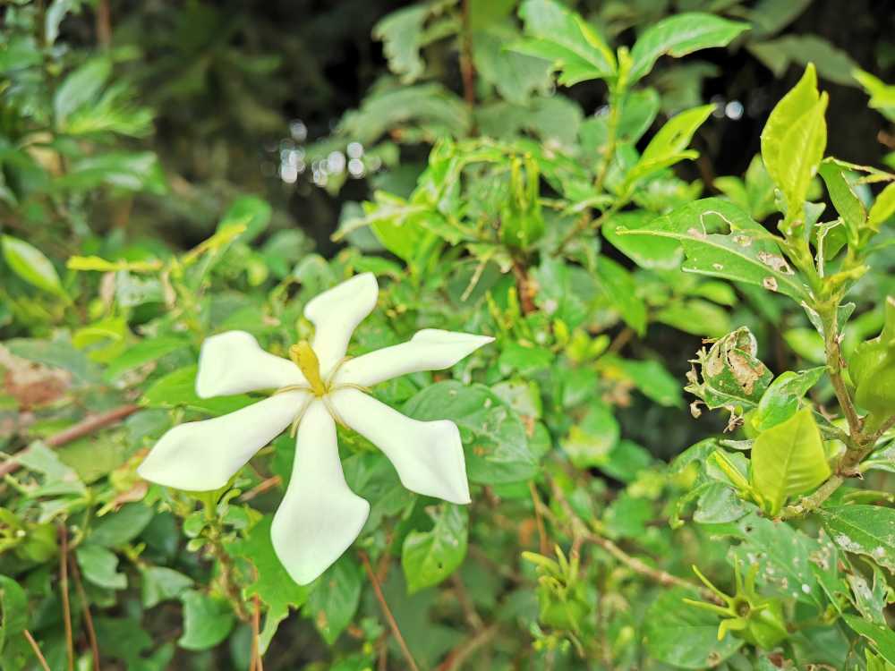 栀子花