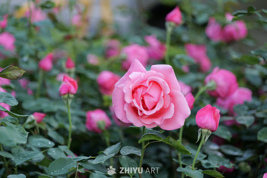 月季花 3