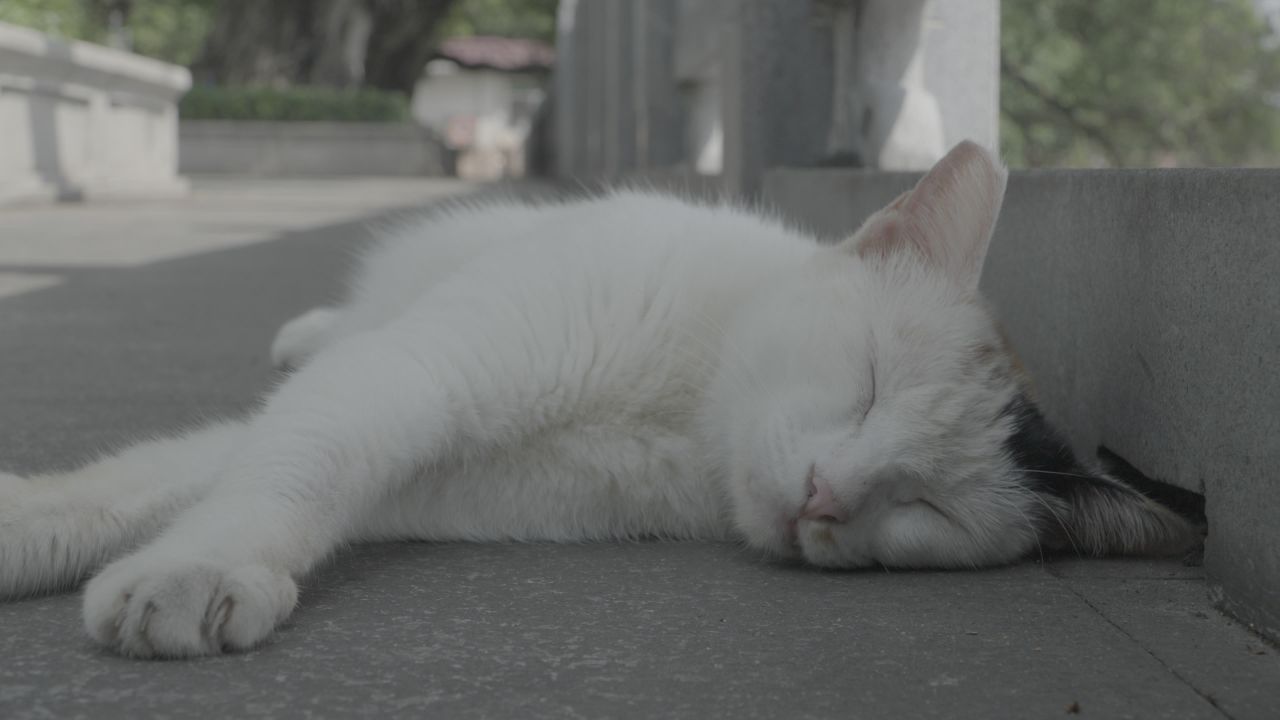 睡懒觉的猫