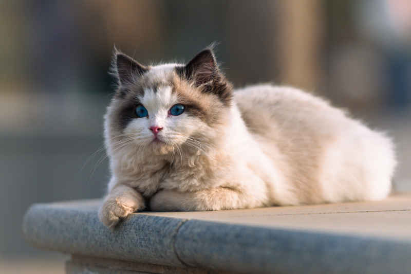 校园的布偶猫 3