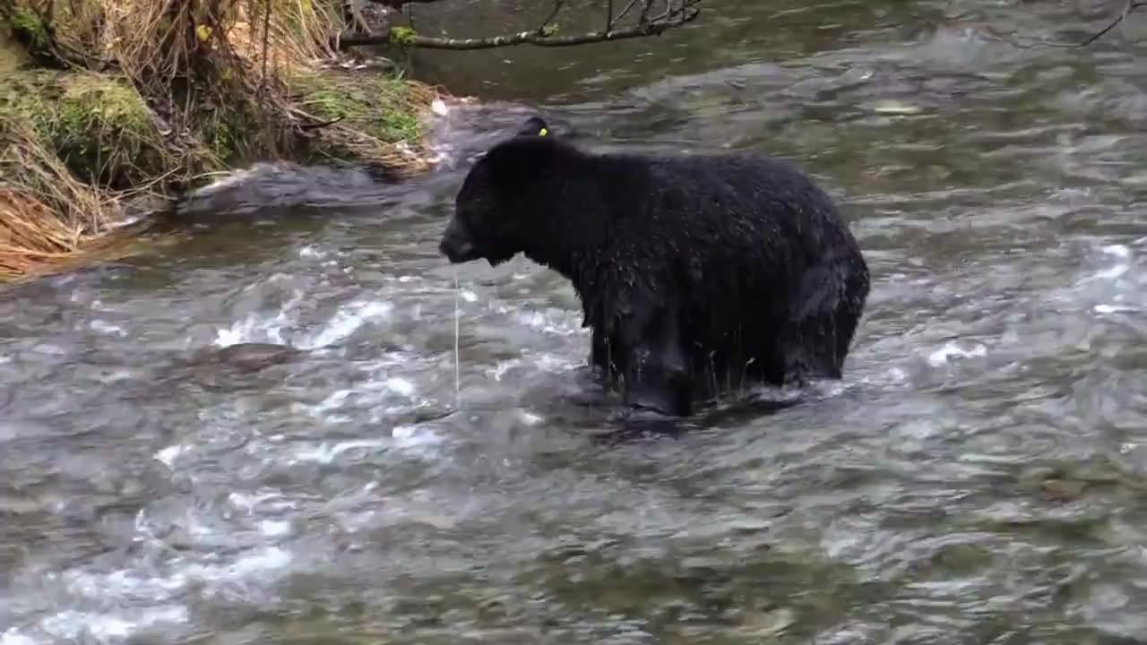 黑熊熊追逐三文鱼