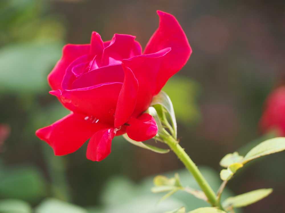 月季花