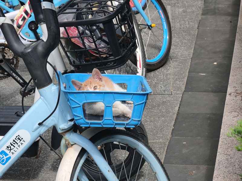 车篮里的小猫