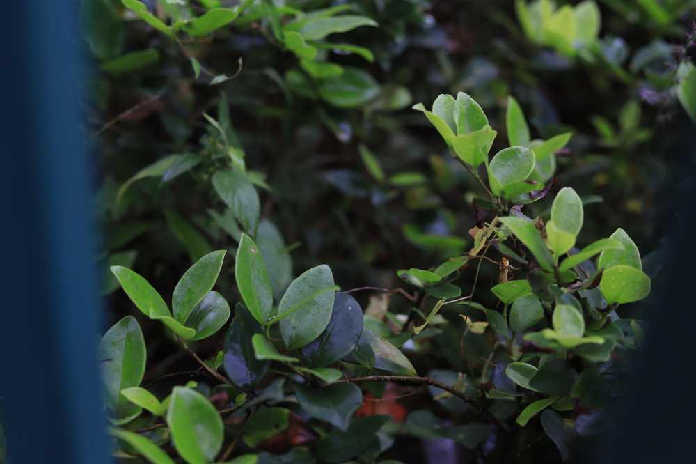 雨后小草