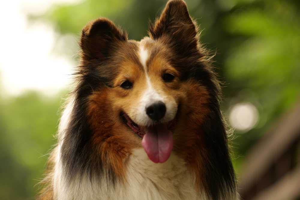 喜乐蒂牧羊犬