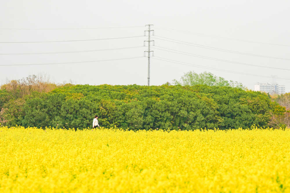 油菜花