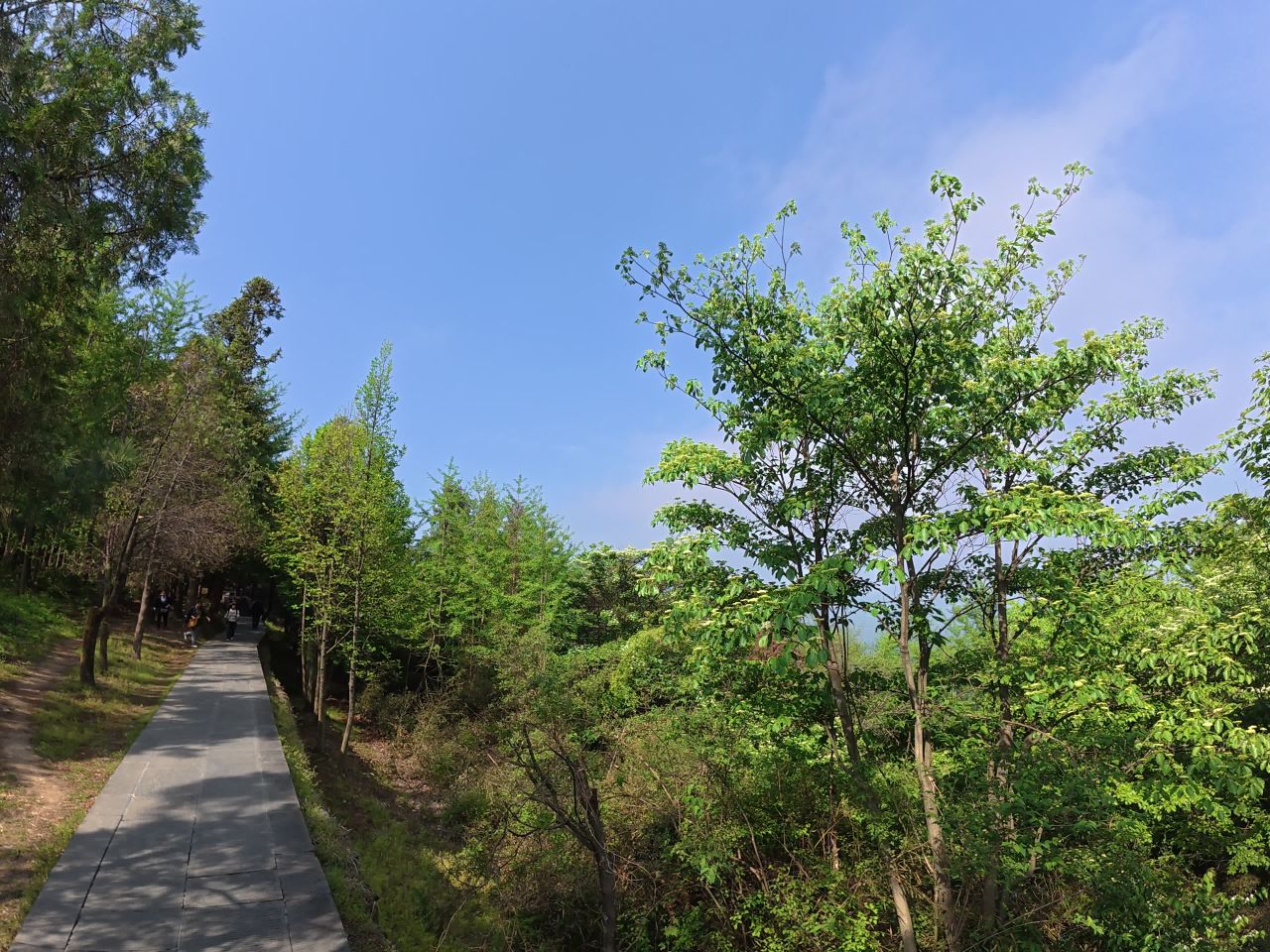 森林漫步