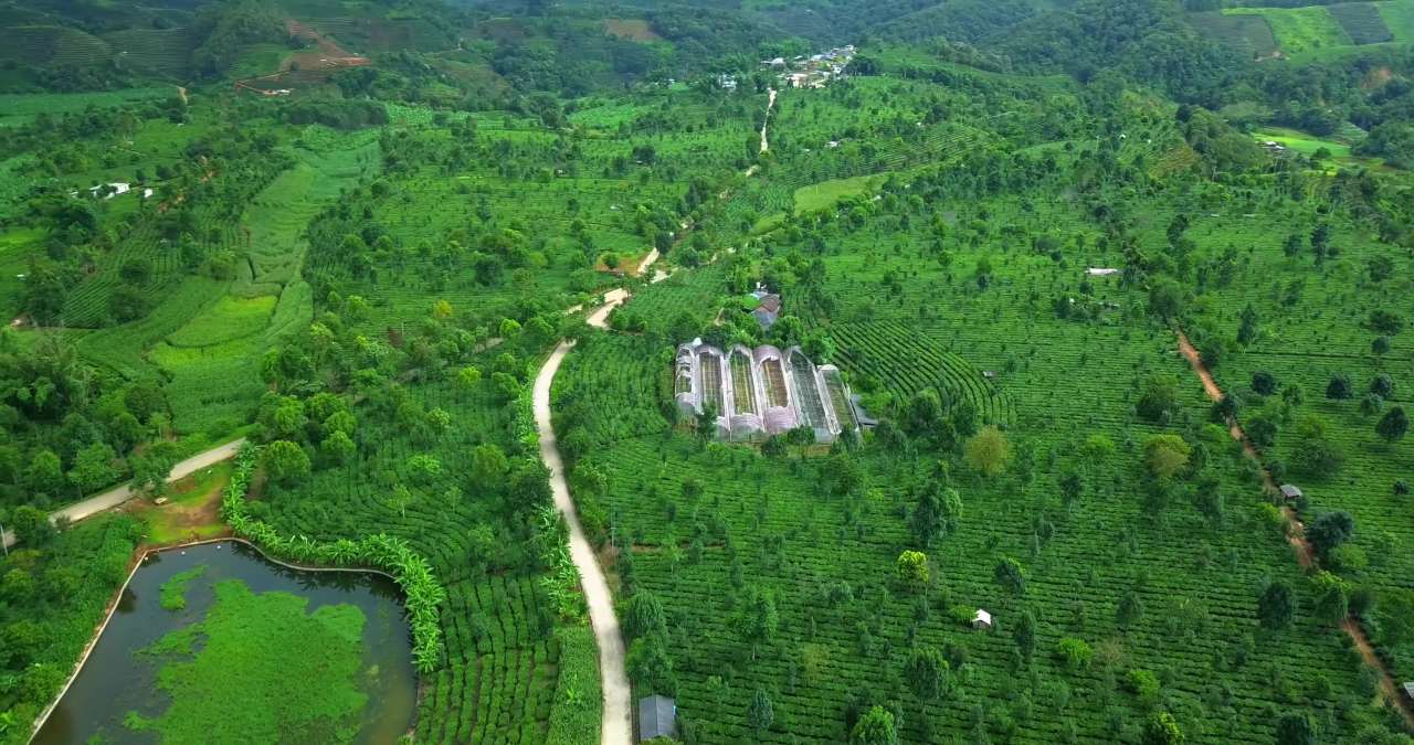 茶园航拍美景