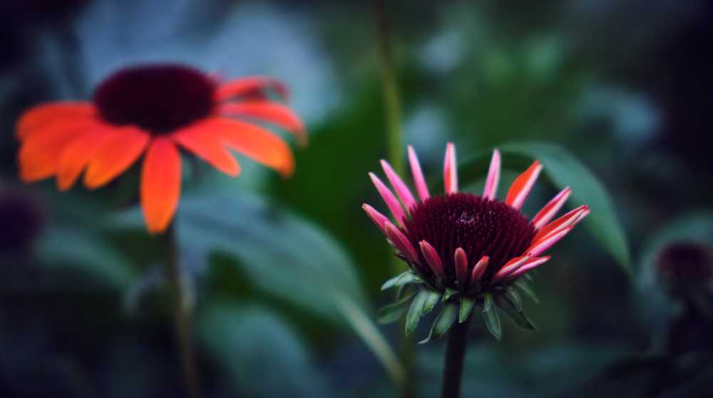 松果菊开花花花园