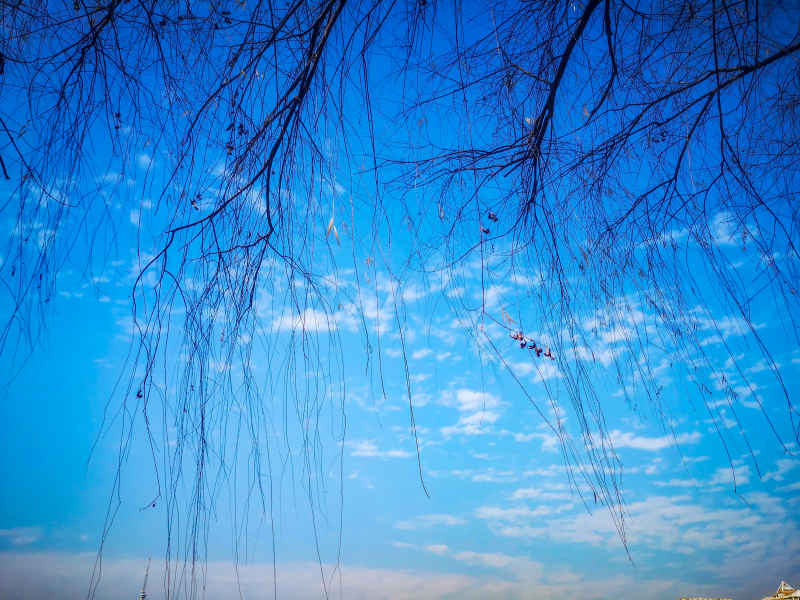 蓝天枯萎树枝植物摄影图 