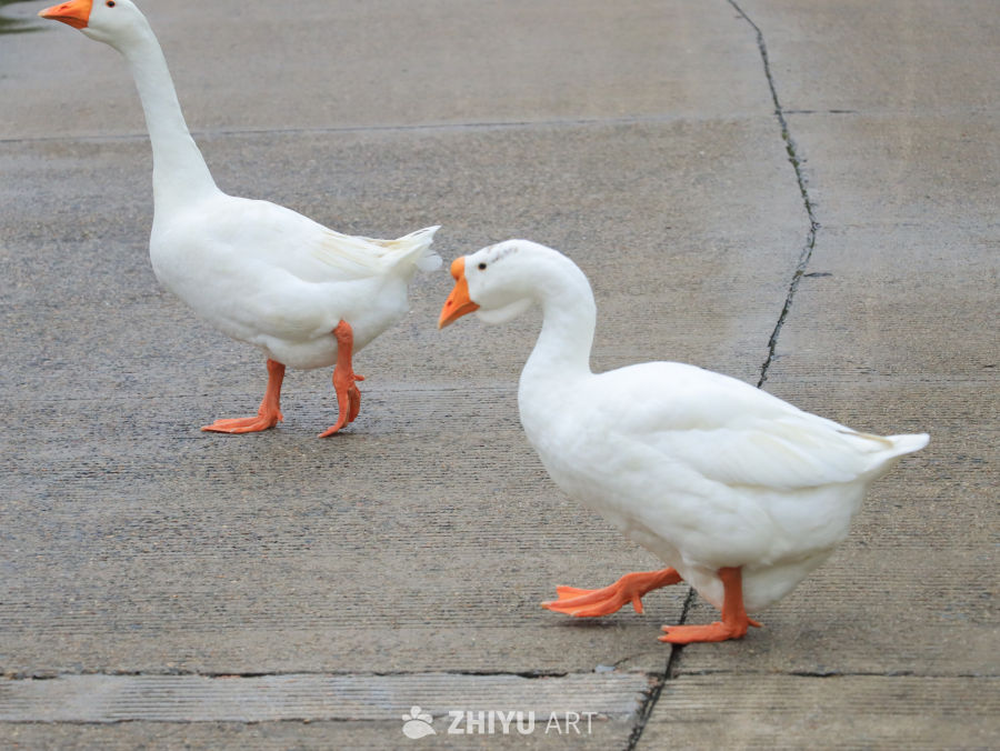 白鹅在水泥地上散步