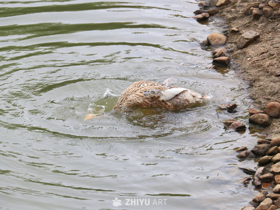 鸭子在水中嬉戏