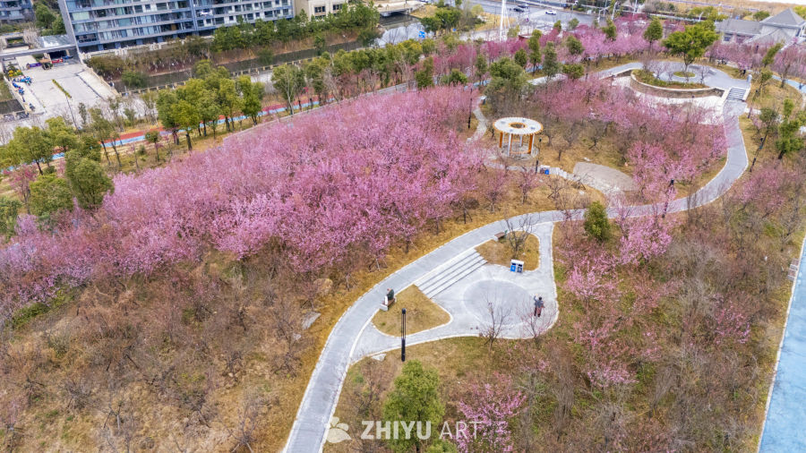 春日樱花盛开的公园