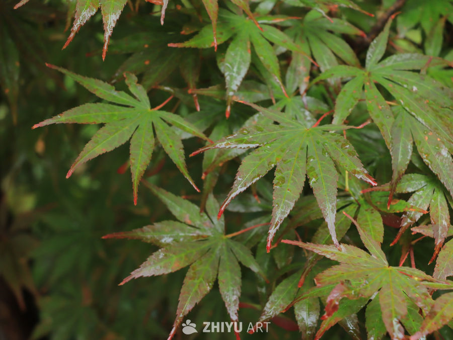 雨后枫叶的静谧之美
