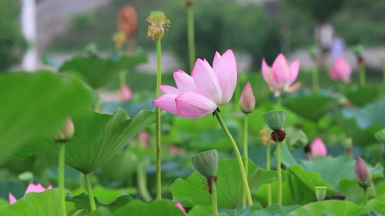 荷花
