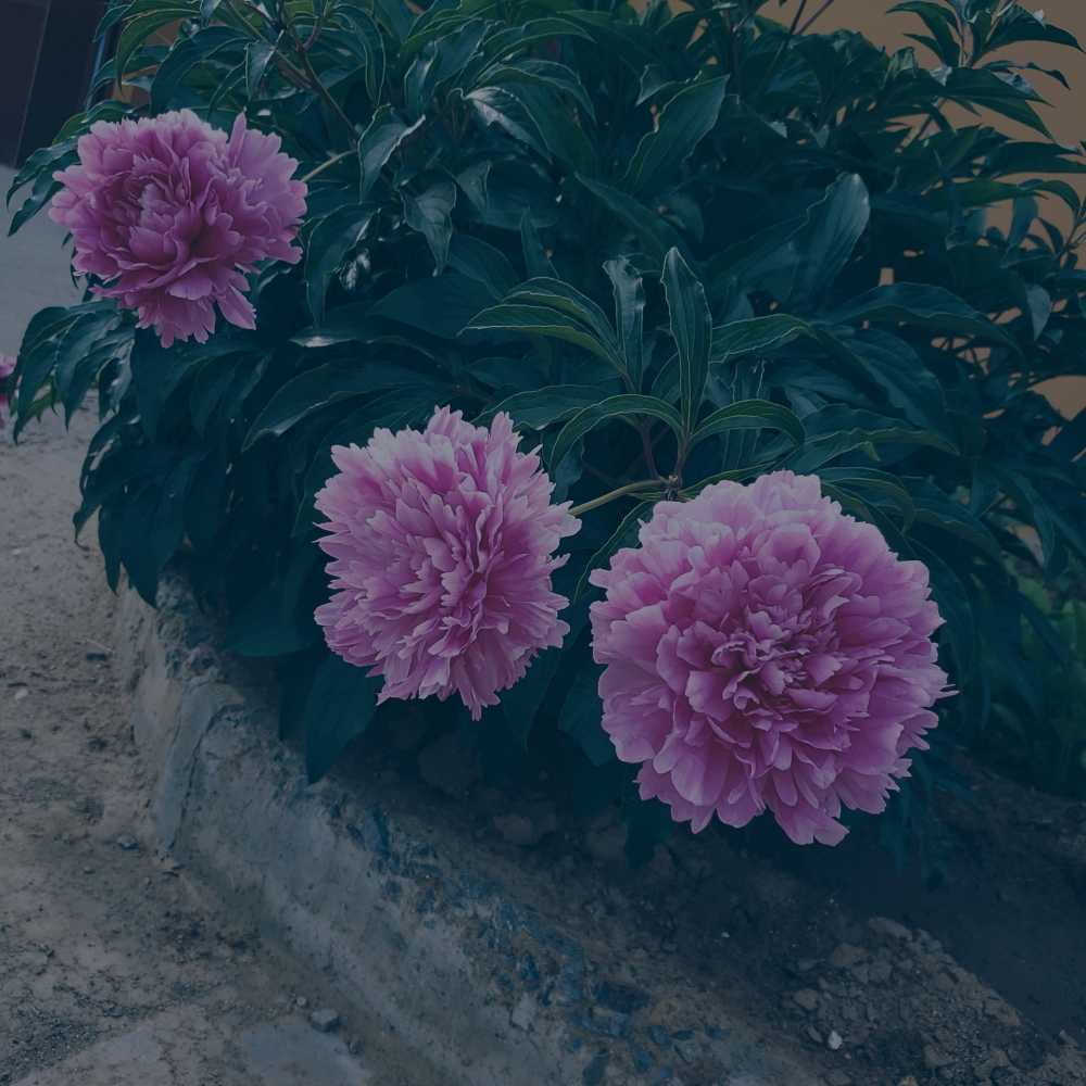花