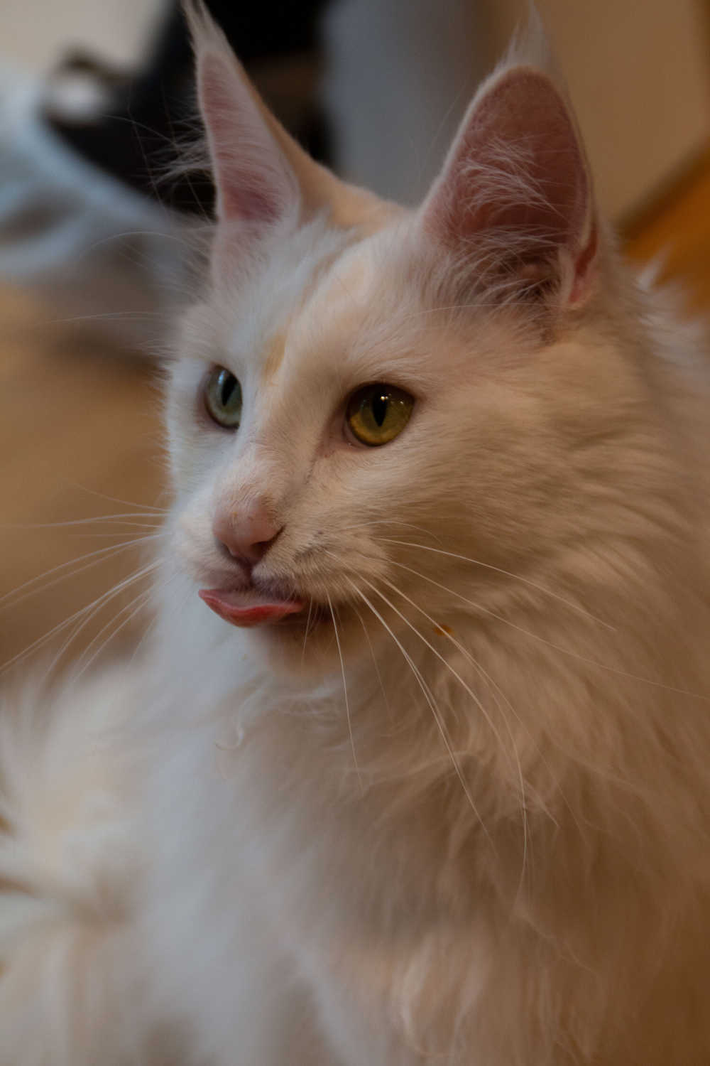猫咪（白）