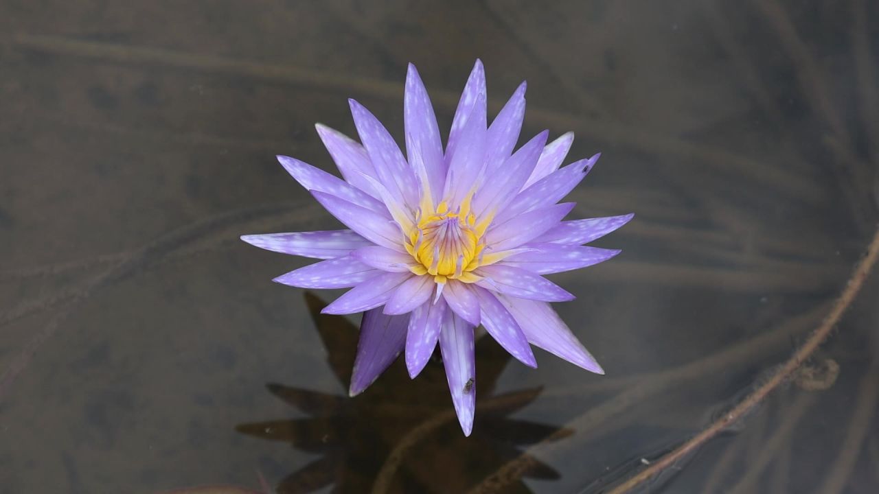 湖面紫色睡莲