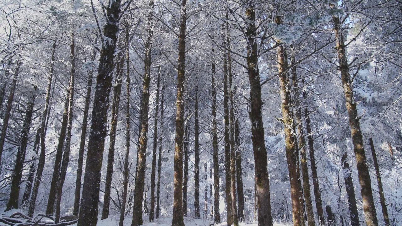 雪后峨眉山树林中错落有致的树干