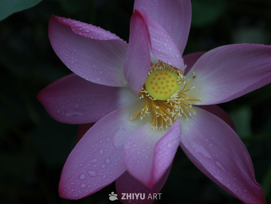 露珠中的莲花