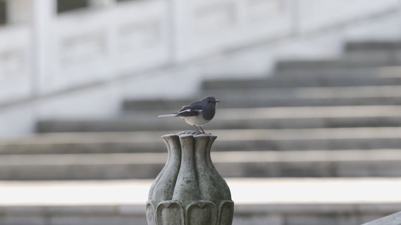 杨府山公园观鸟 49