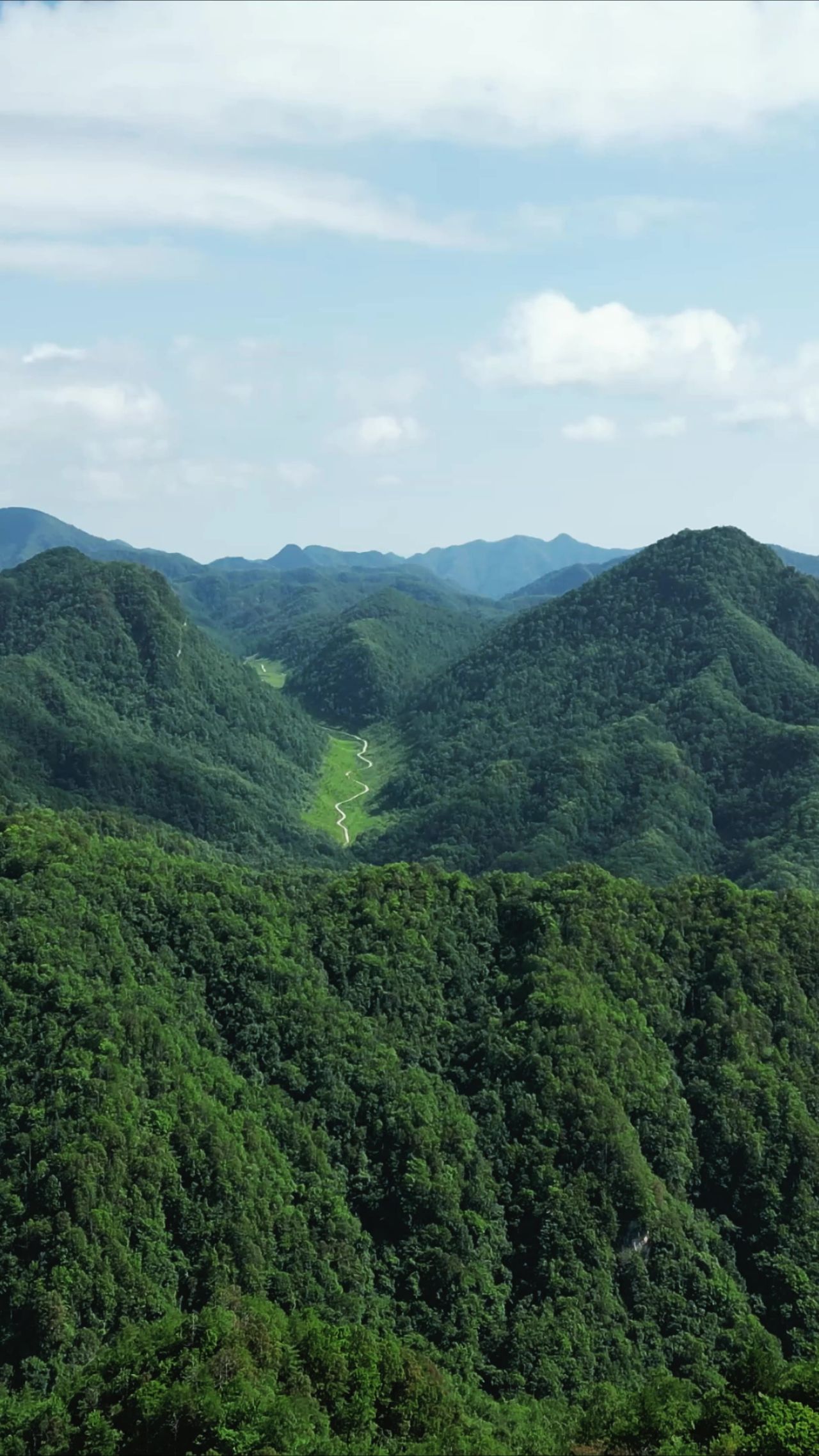 大自然绿色植物森立竖屏航拍