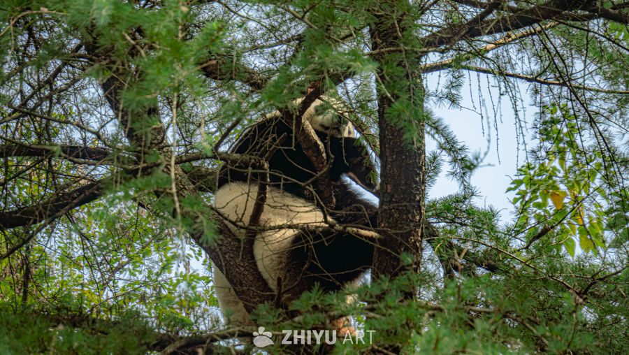 熊猫树上悠然自得