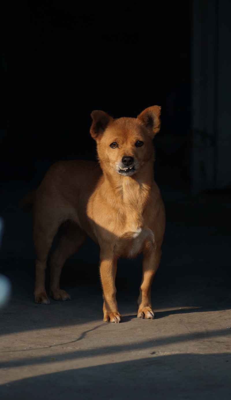 狗