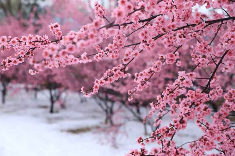 雪中梅花