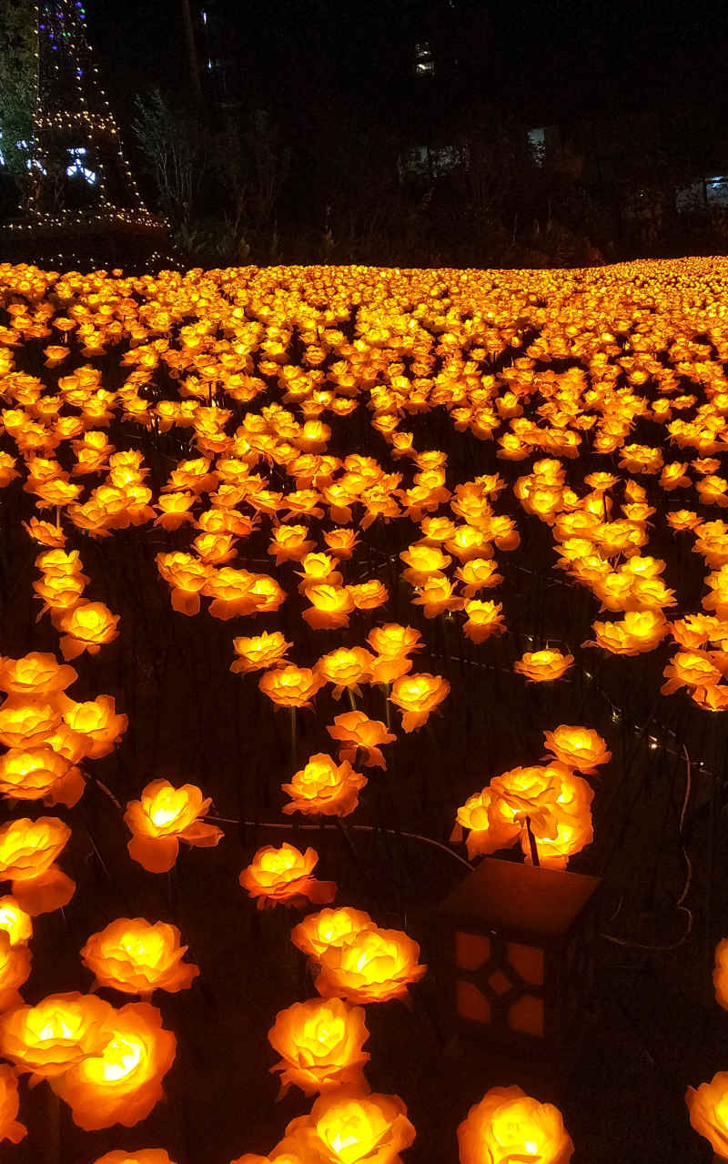 花 灯 海