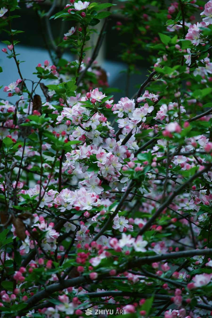 西府海棠 7