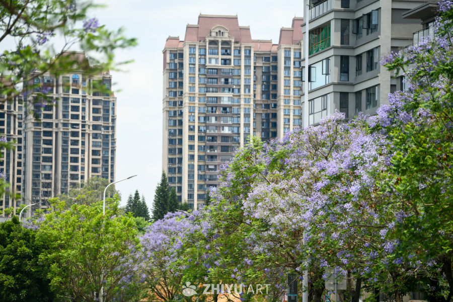 蓝花楹盛开 5