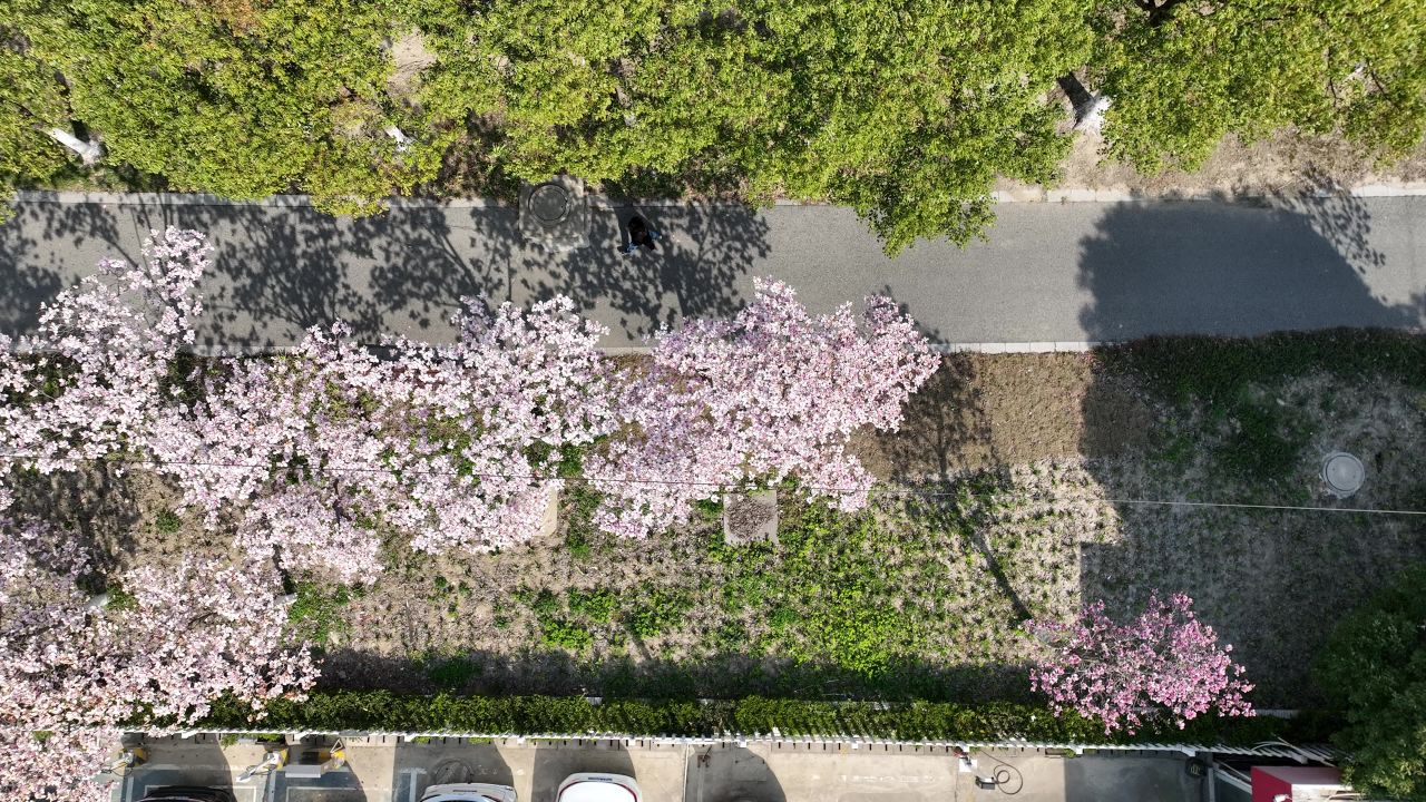 4K航拍道路上的春意 2