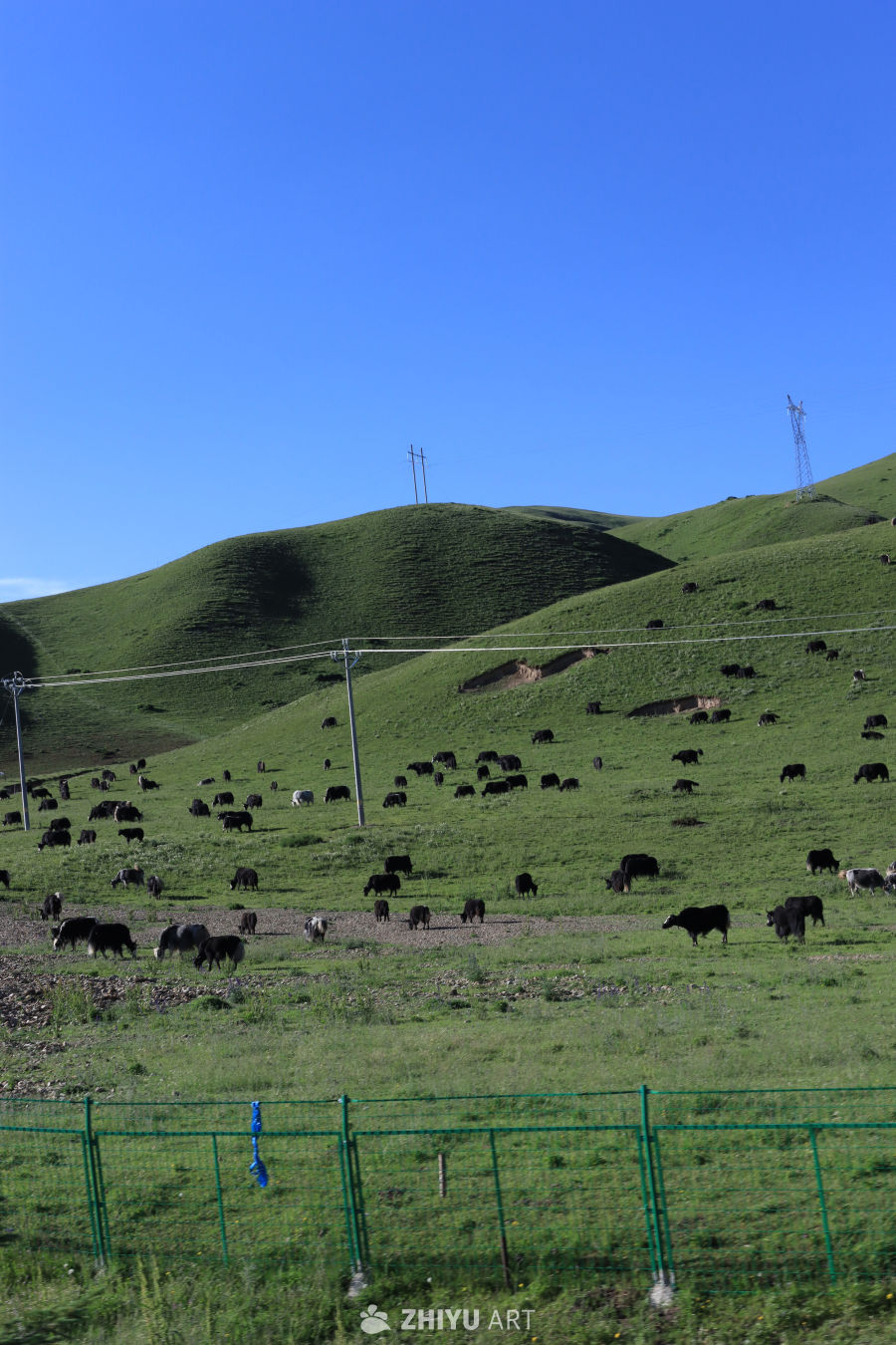 草原上的悠闲时光