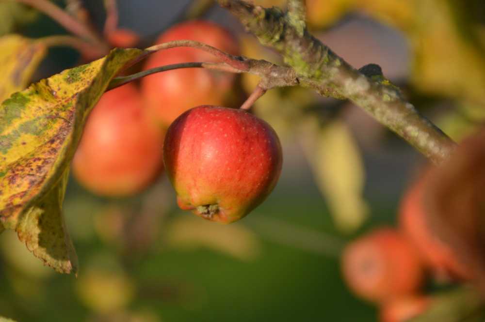 苹果水果维生素收获