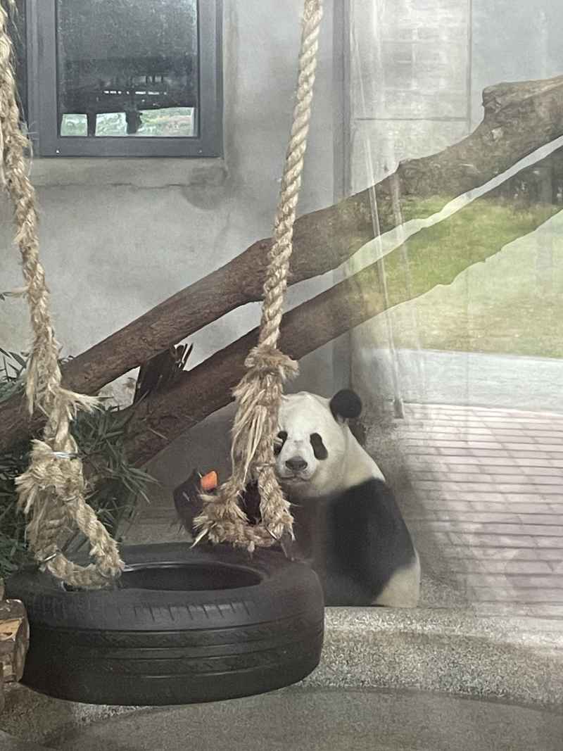 秦岭一路 大熊猫吃零食